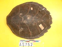 藏品(玳瑁殼)的圖片